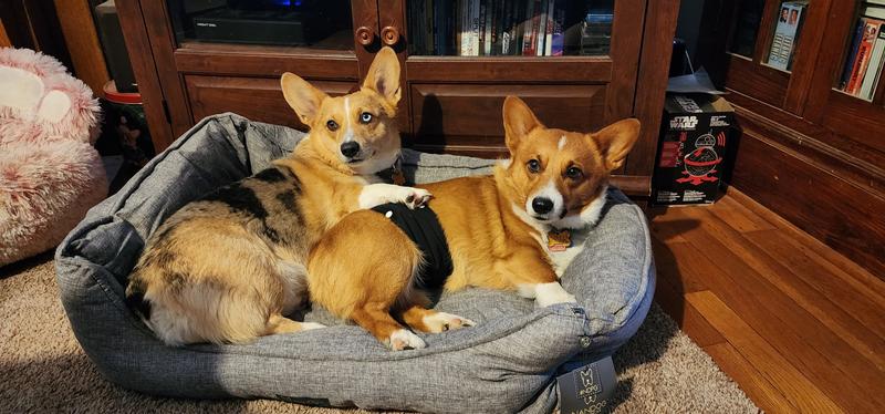 Luna & Jasper (L to R - blue merle corgi & my other corgi)