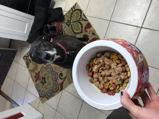 Frontier dog outlet food review