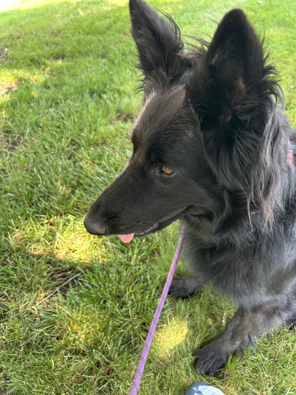 Saint relaxed happy and not itching!!!!