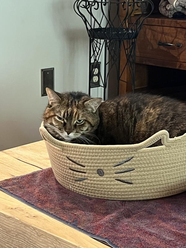 Cat in a basket 😀