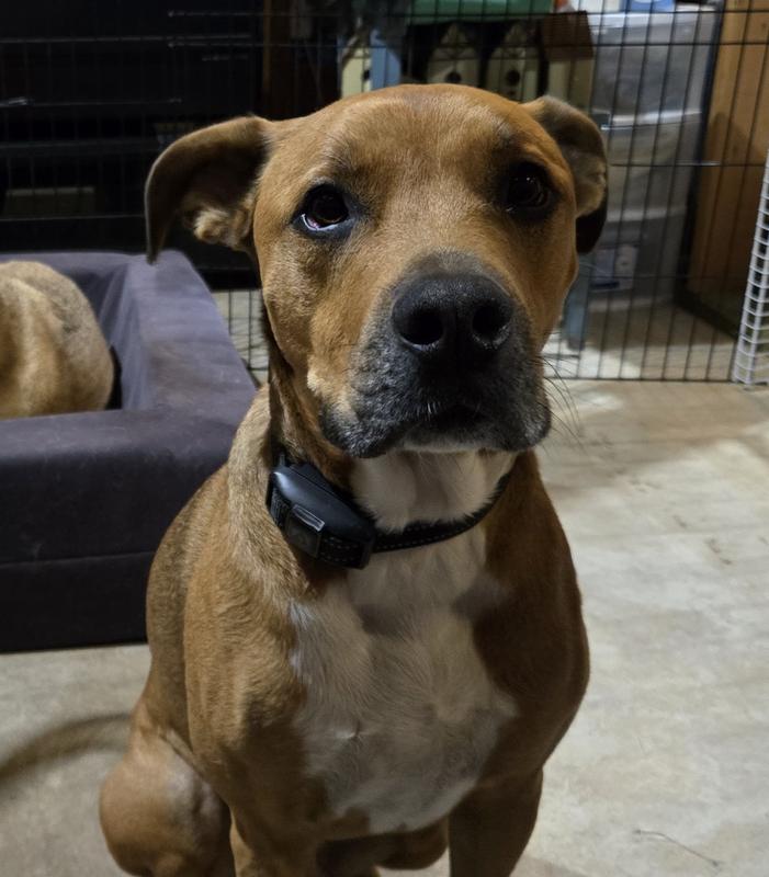 On our dog.  He's rambunctious and the collar moves around, but still works well.