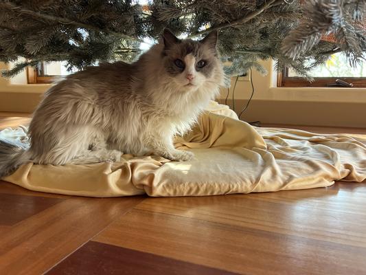 Under the Christmas tree