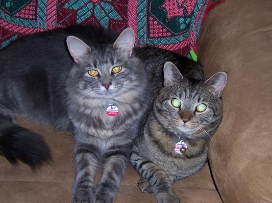 Rascal & Shadow, healthy again!