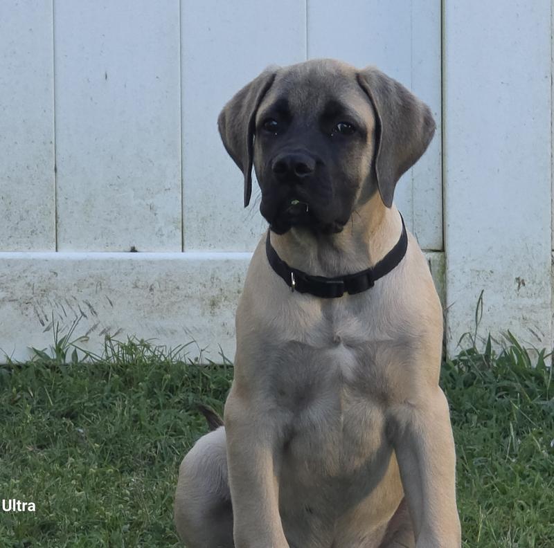 He's getting big 4 months  66 pounds mastiff puppy
