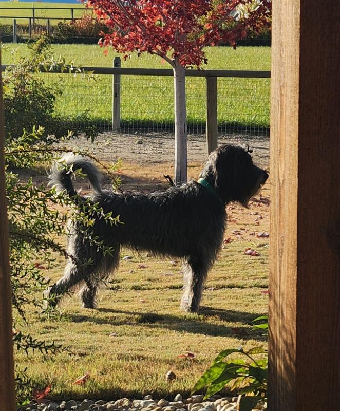 The dog in question :-)