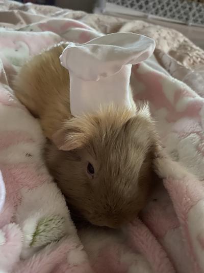 Reminiscent of Ratatouille!