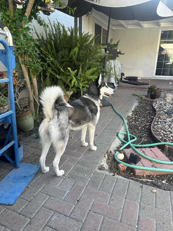 Gigi is so full of energy I can’t keep up with her