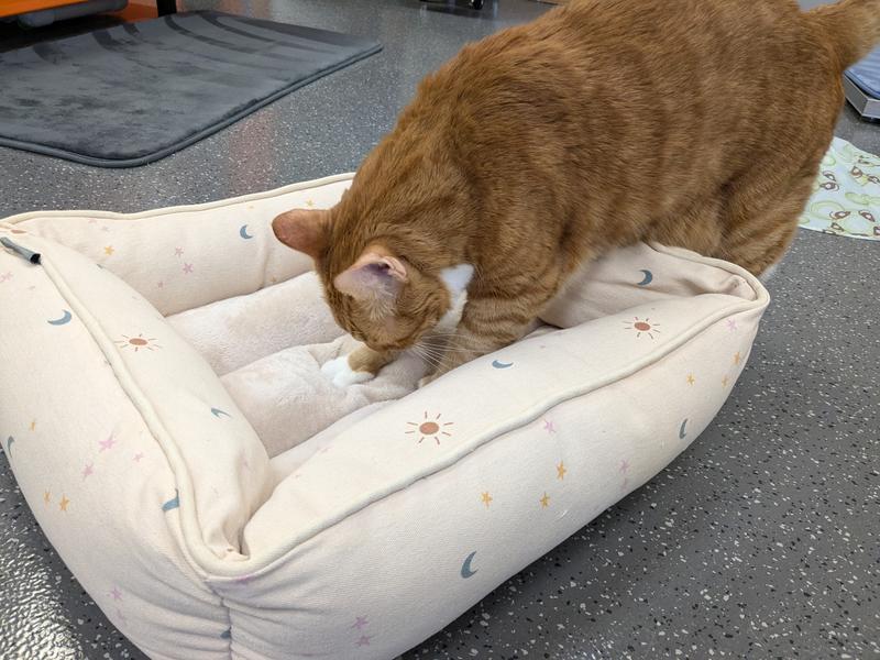 Checking it out and deciding it's perfect for kneading