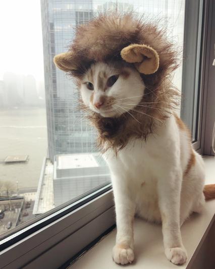 Pet Krewe Lion Mane Cat & Small Dog Costume - Chewy.com