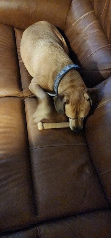 Dallas enjoying his chew on the couch