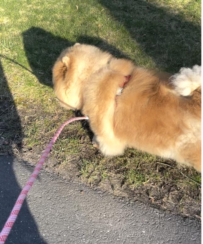 Walkies with our Cookie