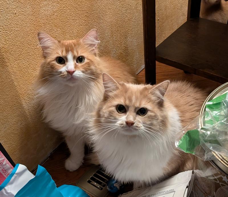 Big and Small, thriving