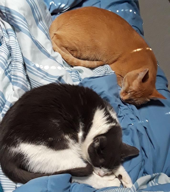 A little nap time together