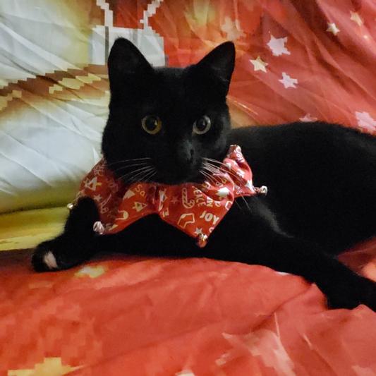 FRISCO Merry Print Cat Ruffle Collar with Bells, One Size