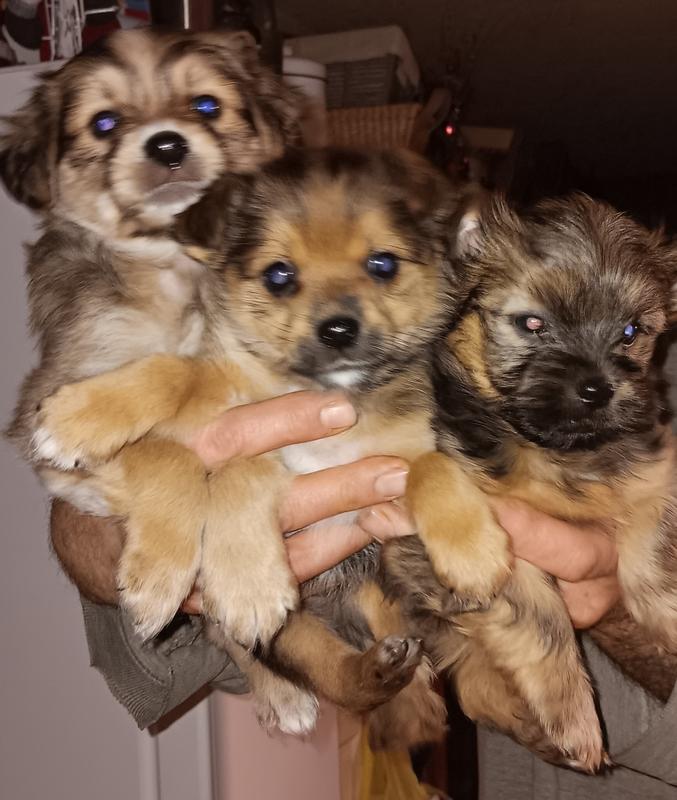 Very healthy! Recommend this dog food!