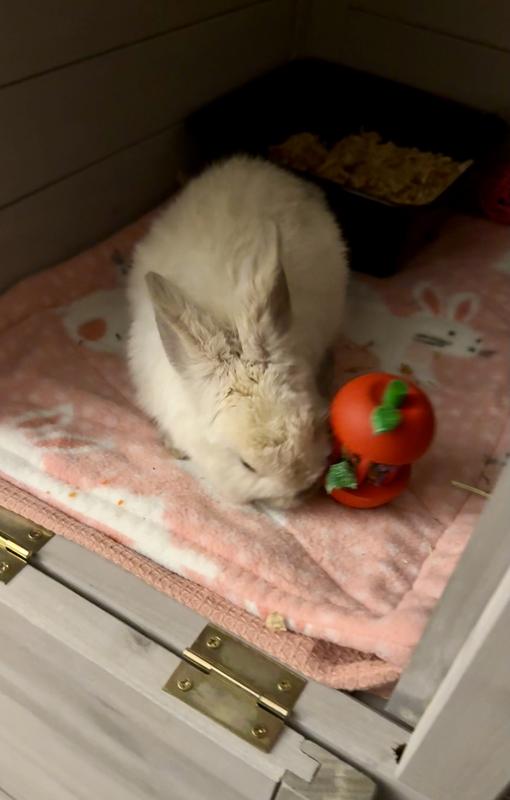 Jumper one of our baby bunnies enjoying her new toy.