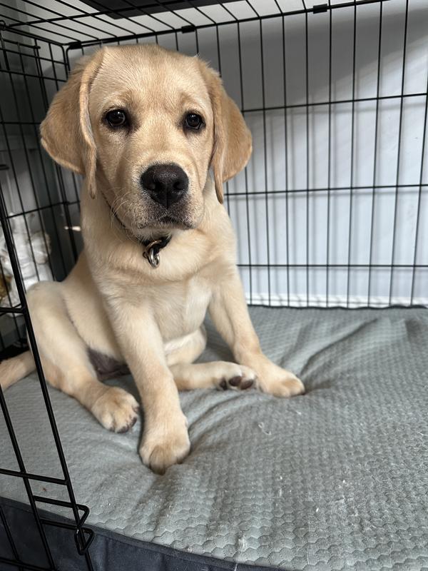 FRISCO Cooling Orthopedic Dog Crate Mat, 42in