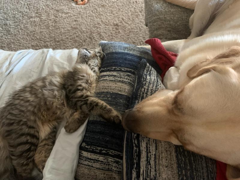 Relaxed from spending an hour with his bully stick.