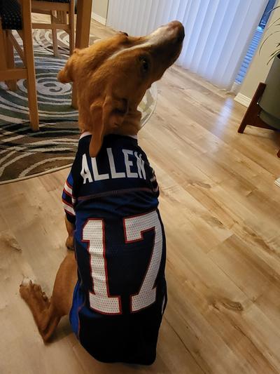 Josh Allen Dog Jersey - Small