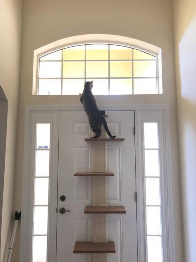 Cat climber outlet door