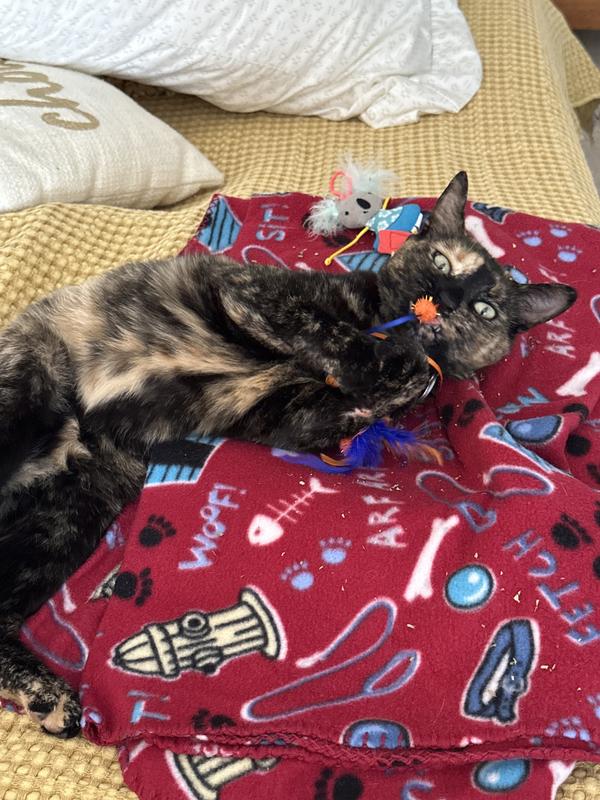 It’s perfect for every kittykitty