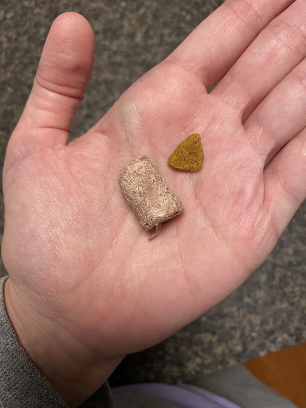 Size comparison to kibble