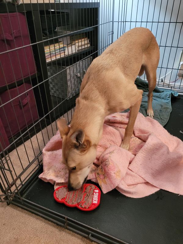 Leyli loves her frozen treats to keep her busy in her crate.