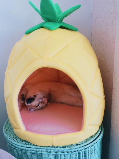 Large pineapple outlet dog bed