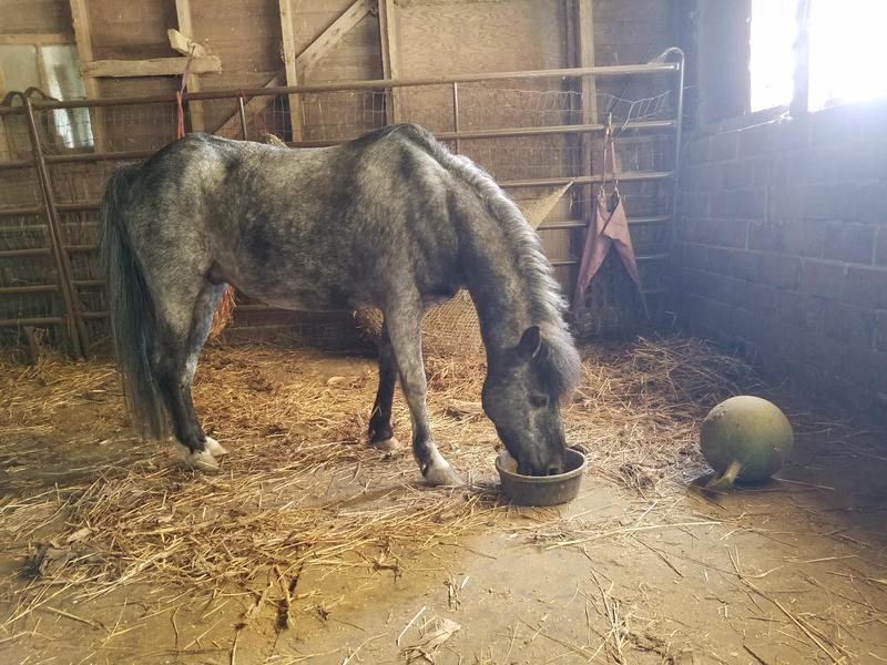 Smokey eating his pellets.  He did seem to stay in a calmer head space on these pellets.