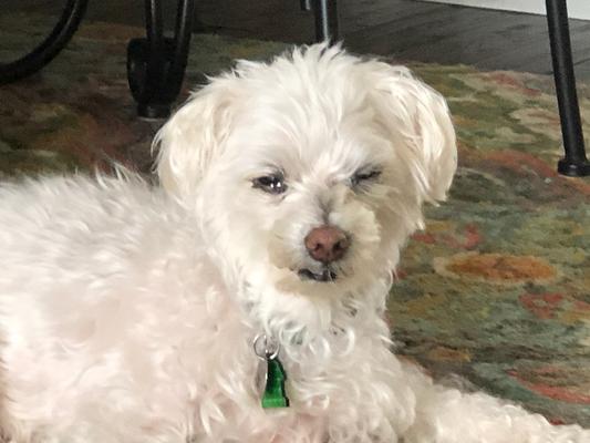 15 years with this guy! RIP sweetboy!