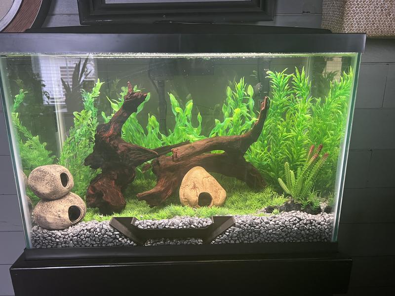 Aqueon 20 gallon clearance kit