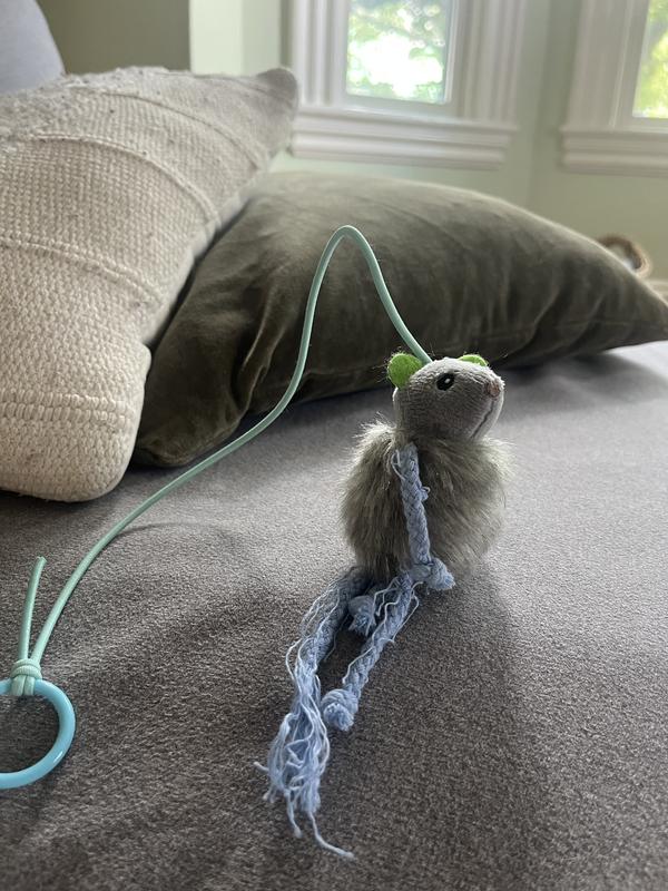 Mr. mouse has seen better days