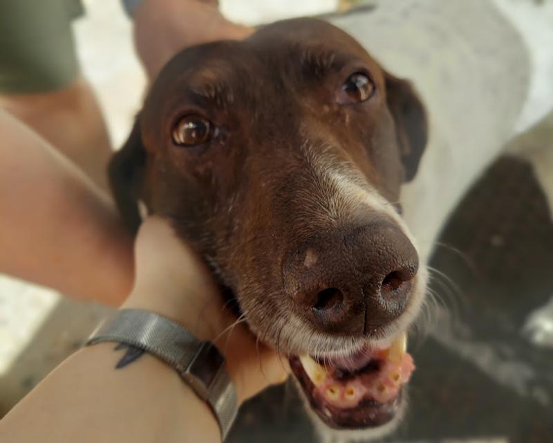 Our adopted senior, Tish