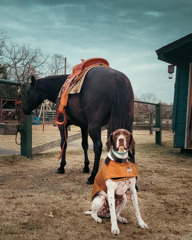 Pink carhartt outlet dog coat