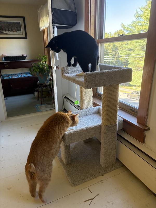 Vincent(orange) and Ophelia (tuxedo)