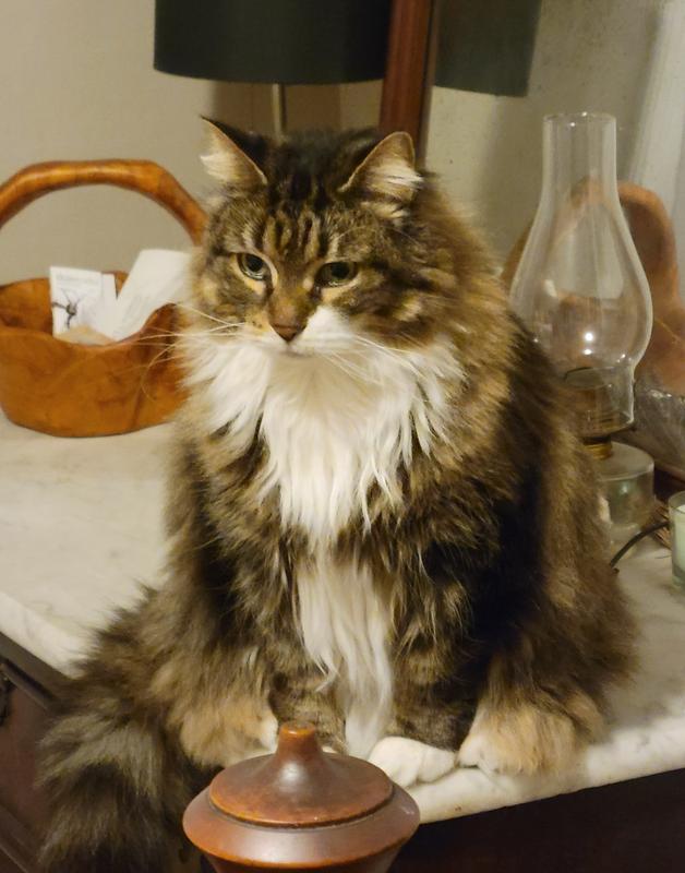 Tabitha, sweet gentle giant AKA Fluffernutter.