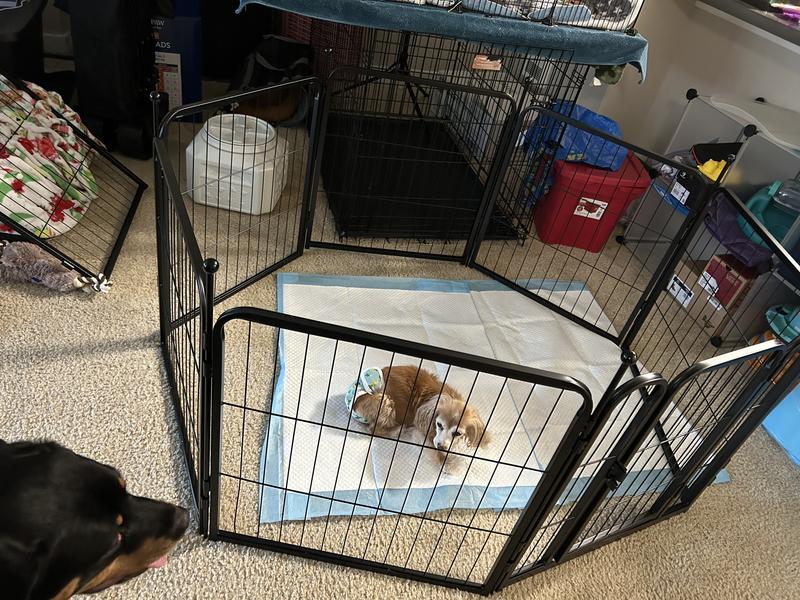 FXW Rollick Outdoor Dog Playpen, Black, 45-in, 16-panel - Chewy.com