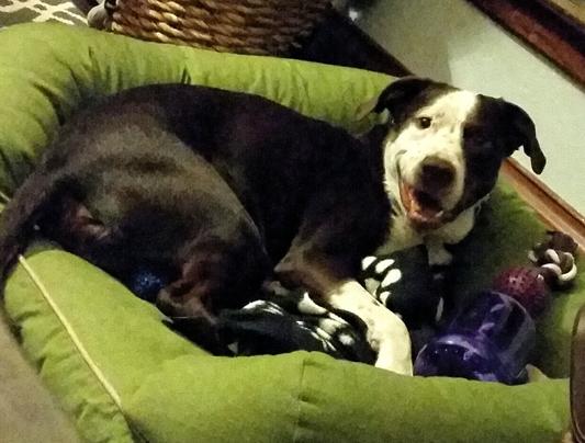 Murphy is all smiles with his tug-a-jug