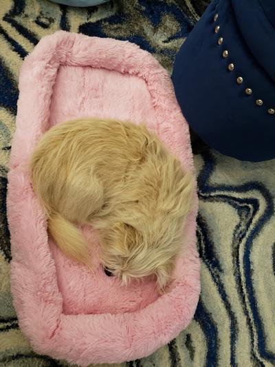 Enough room for one 14 pound lhasa apso mix. Not much else.