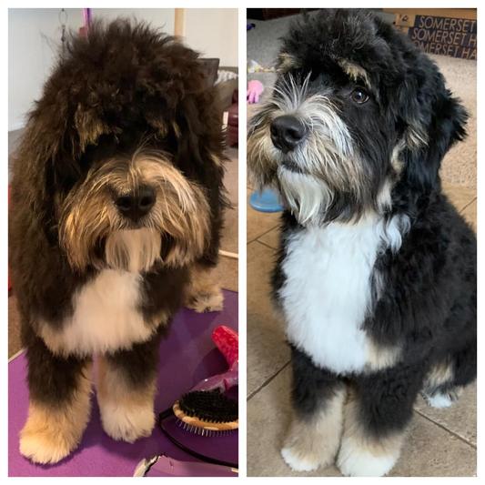Jack Before and After Grooming with Oster A6 Slim