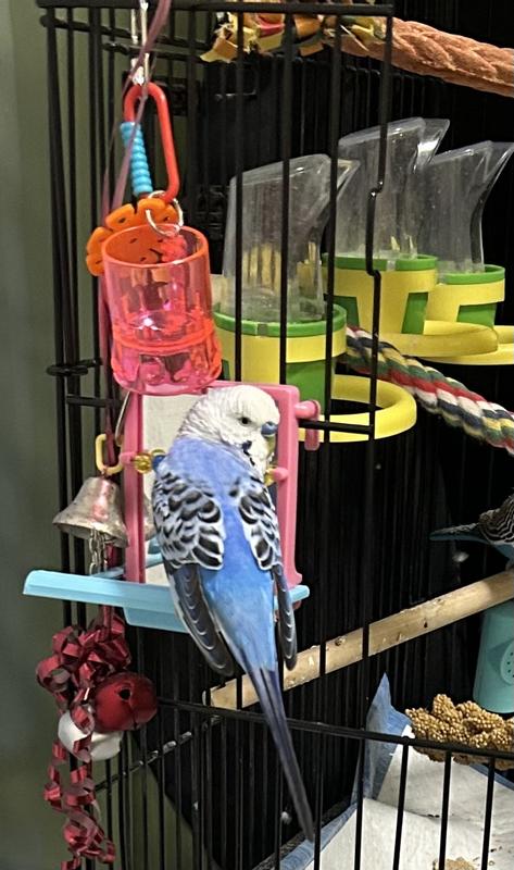 True Blue enjoys his out of the cage mirror with perch/treat tray. It takes awhile for him to accept new toys but after while he'll warm up to it and play with it.
