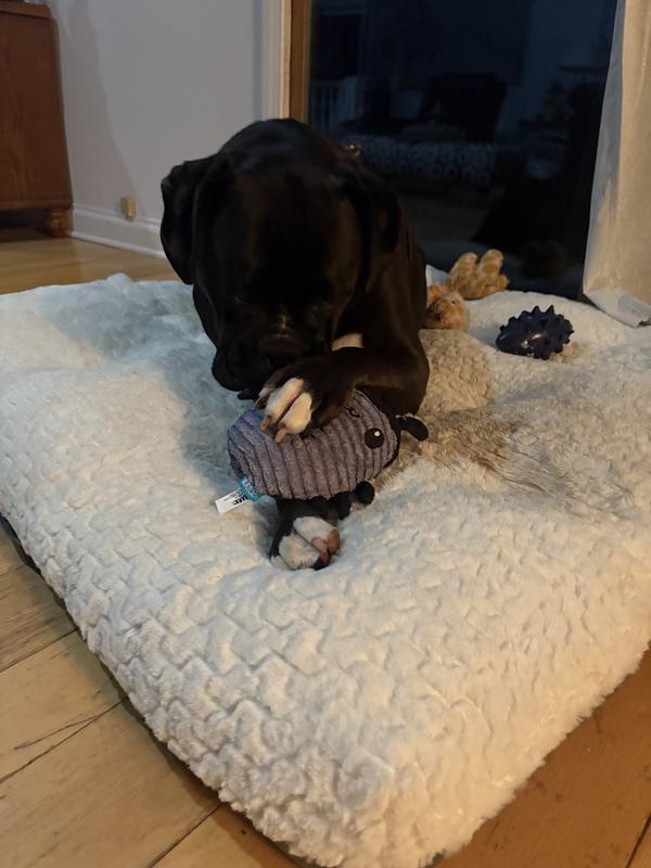 Maggie w new fav toy