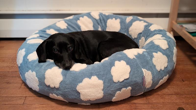 Allen is a beagle/lab mix, 32 lbs; he's sitting towards the front of the bed so he has a TON of room behind him despite how the photo may appear