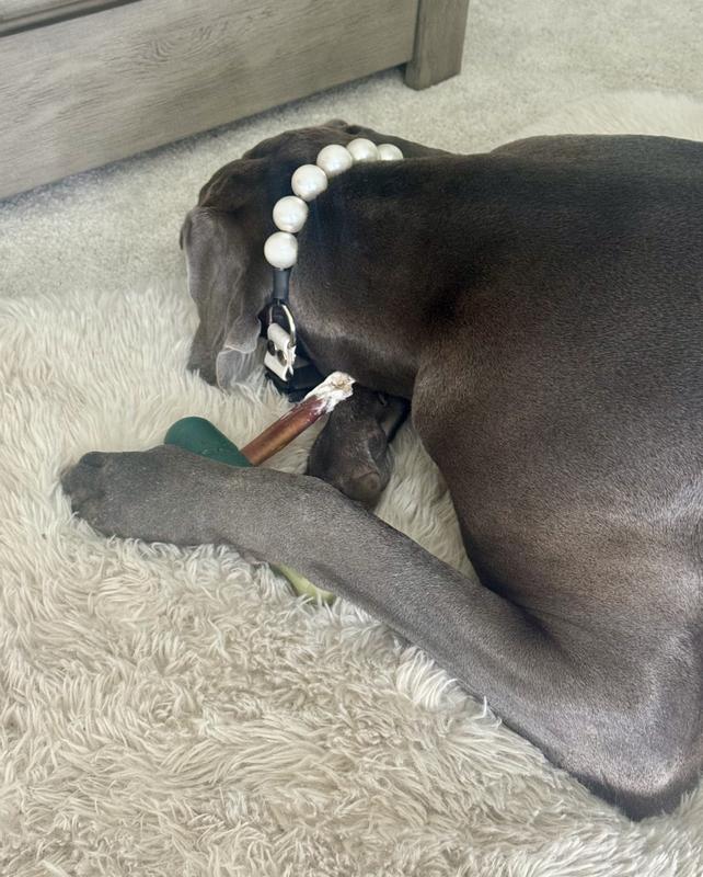 Mags catching a cozy nap, snuggling her beloved bully stick like it's her favorite teddy - pure Great Dane bliss!
