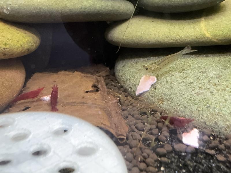 These are from her Misfits Morsels pack, which includes odd sizes