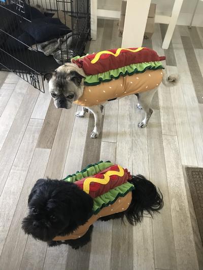 Bosco & Chewy ready for Halloween