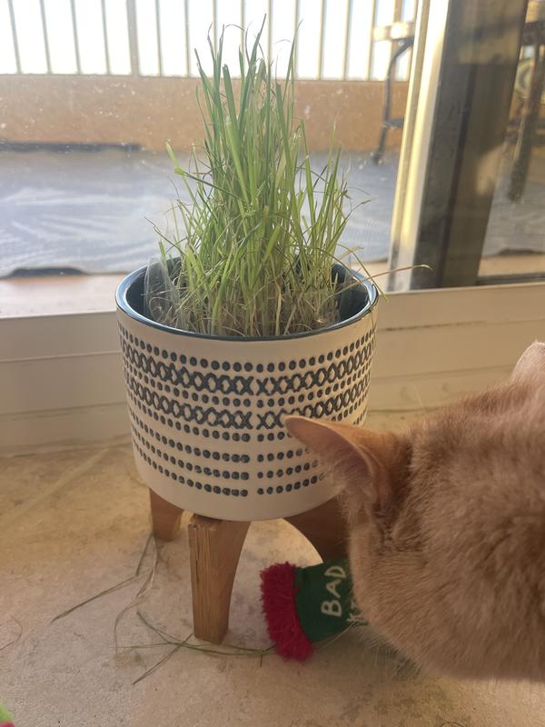Lot Of 5 SmartyKat Sweet Greens Cat Grass Growing Kits - 1 Oz Each (New)