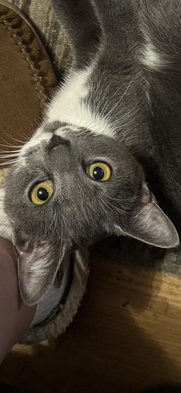 Feed me Seymour!!! Anyone get it?