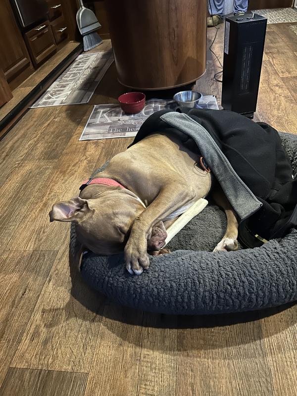 Bugsy Joe our old Family Irish Red Nose