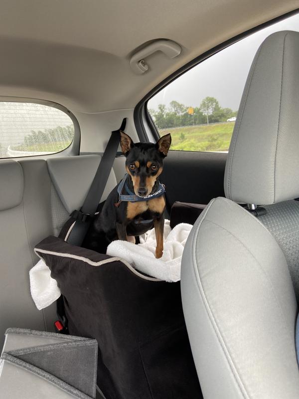 Lola loves her road trips!